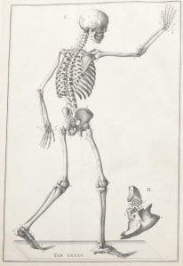 Greeting skeleton
